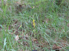 Xeranthemum cylindraceum