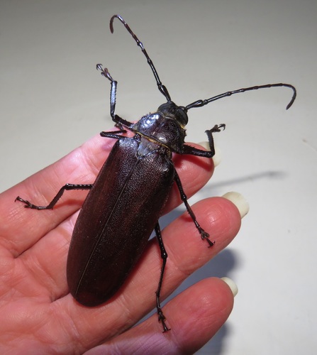 Macrotoma natala