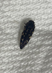 Acmaeoderini