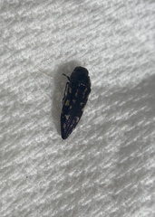 Acmaeoderini