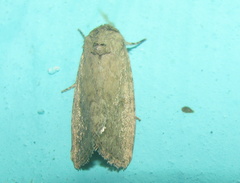 Spodoptera pecten
