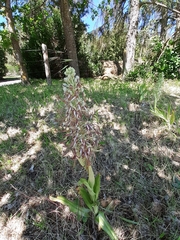 Himantoglossum hircinum