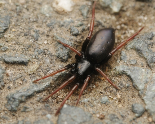 Yellow-legged Zipper Spider