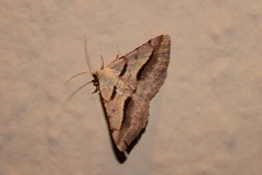 Digrammia subminiata