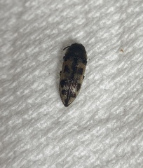Acmaeoderini