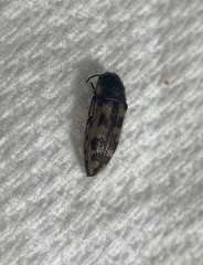 Acmaeoderini