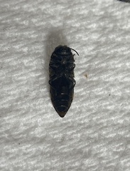 Acmaeoderini