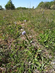 Globularia bisnagarica