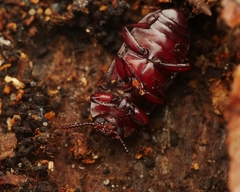 Uloma culinaris