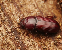 Uloma culinaris