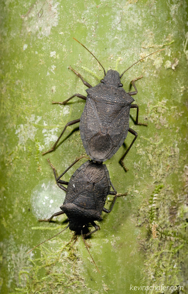 Tropicorypha