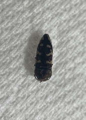 Acmaeodera bowditchi