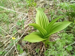 Veratrum lobelianum