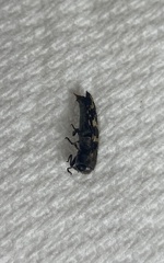 Acmaeodera bowditchi