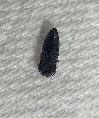 Acmaeodera bowditchi