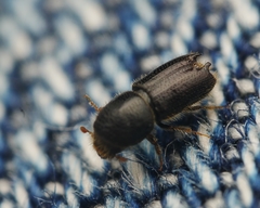 Pityogenes bidentatus