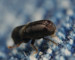 Pityogenes bidentatus