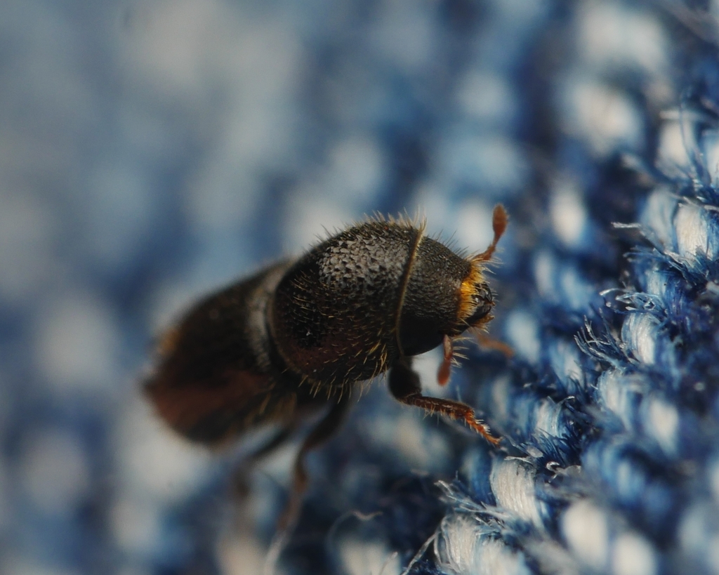 Two-toothed pine beetle