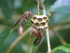 Mischocyttarus drewseni