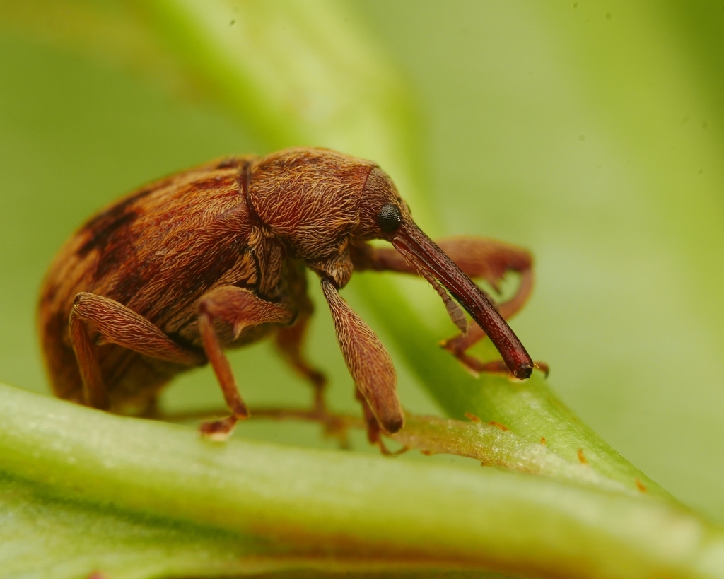 Cherry weevil, photo 1 of 7