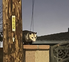 Didelphis virginiana