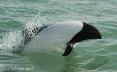 Cephalorhynchus commersonii