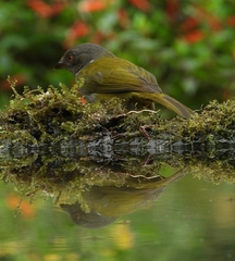 Chlorospingus semifuscus