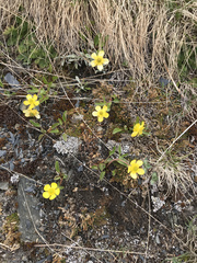Ranunculus glaberrimus ellipticus