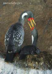 Poikilocarbo gaimardi