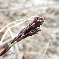 Carex sabulosa
