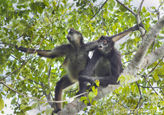 Ateles geoffroyi vellerosus