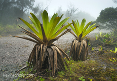 Brocchinia micrantha