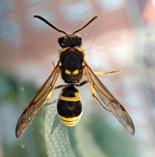 Ancistrocerus nigricornis