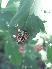 Calligrapha polyspila