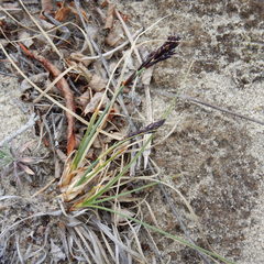 Carex sabulosa