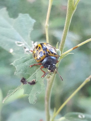 Calligrapha polyspila