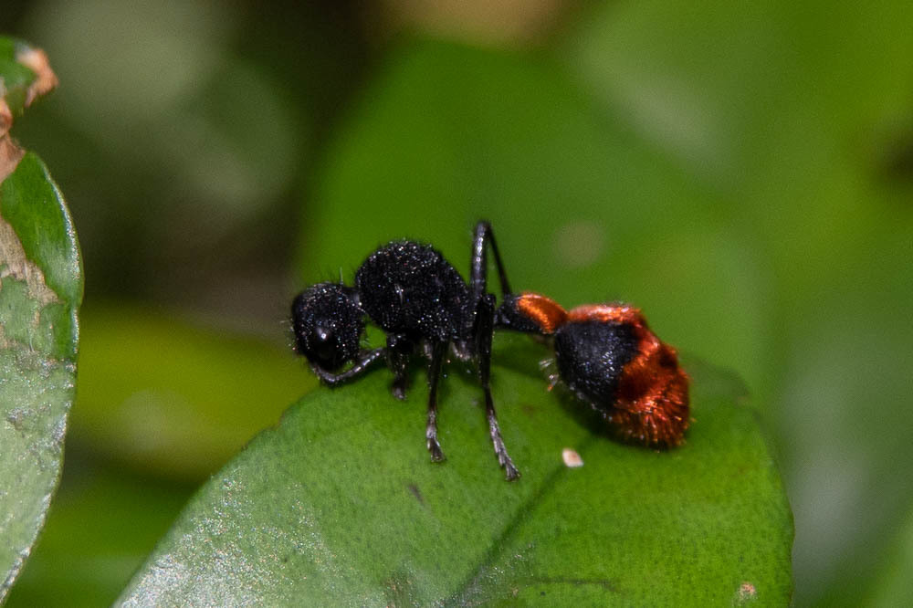 Seyrigilla splendida