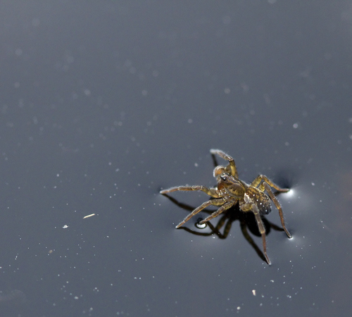 pirate wolf spiders