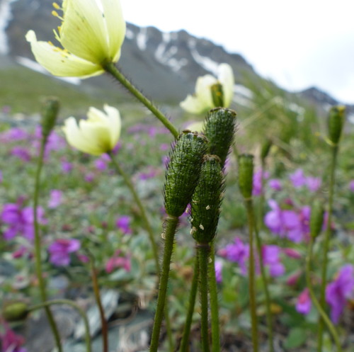 Lapland Poppy