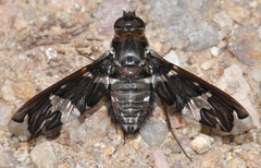 Exoprosopa dorcadion