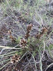 Castilleja sessiliflora