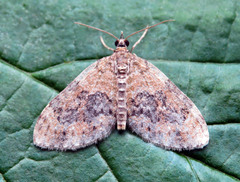 Acasis viretata
