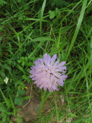 Knautia dipsacifolia