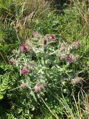 Cirsium douglasii