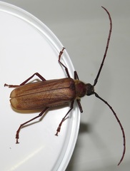 Erioderus pallens