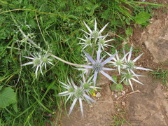 Eryngium bourgatii