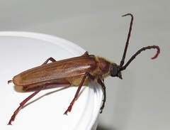 Erioderus pallens