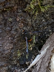 Synanthedon culiciformis