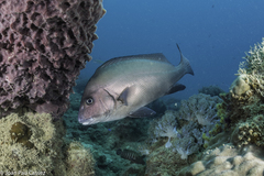 Plectorhinchus centurio