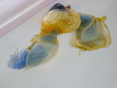 Dosima fascicularis